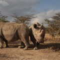 Merck, BioRescue Project collaborate to save Northern White Rhino