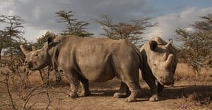 Merck, BioRescue Project collaborate to save Northern White Rhino
