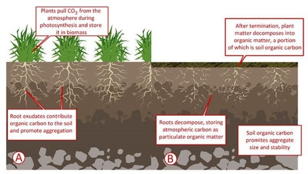 How plants sequester carbon A) as they grow and B) after they die. ,