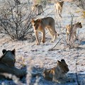 Knowledge hub launched to help save African Lion