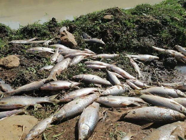 Countless fish have died following a spill from the Willowton Oil factory on Tuesday. Photos showing this kind of devastation have been taken up to 40km downstream from the factory. Photo: Dusi Media Office