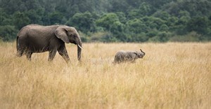 18th CITES Conference votes to end export of wild-caught elephants into captivity