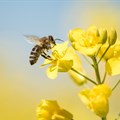 Bees: How important are they and what would happen if they went extinct