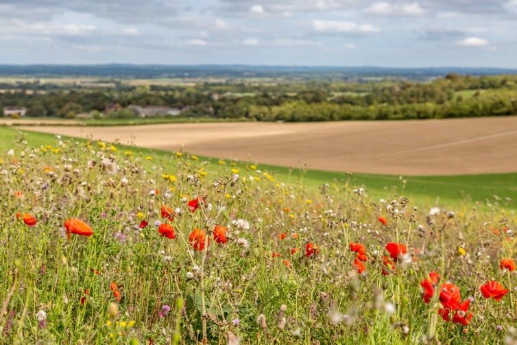 Wildflowers border farmland in Sussex, UK. .