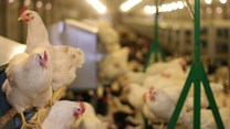 Ministers, local industry bodies meet to get SA's poultry industry on track