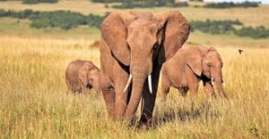 It's time to break the deadlock over Africa's ivory trade: here's how