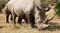 Mozambique successfully convicts, sentences 2 rhino poachers