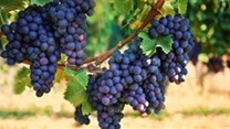 Better Grapes Wine Fair highlights progress in SA wine industry