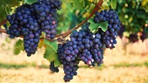 Western Cape to highlight latest viticulture trends