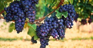 Western Cape to highlight latest viticulture trends