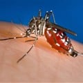 A female Aedes albopictus mosquito feeding on a human host. James Gathany/CDC