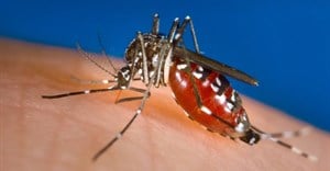 A female Aedes albopictus mosquito feeding on a human host. James Gathany/CDC