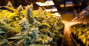 SA's Grow Clubs and cannabis law: just how legal is it, really?