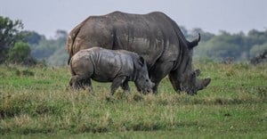 Rhino poaching numbers decrease