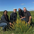 Western Cape shrub could help turn Australia's arid land into green pasture