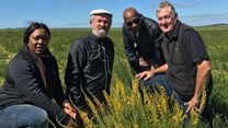 Western Cape shrub could help turn Australia's arid land into green pasture