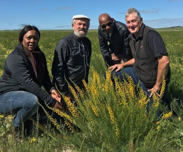 L-R: Cynthia Motsi from the Agricultural Research Council, Professor Ben-Erik van Wyk from the University of Johannesburg, CEO Dr Shadrack Moephuli and president of Agricultural Research Council and Professor John Howieson from Murdoch University - in a lebeckia crop
