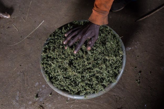 When buyers come to the village, cannabis ready to be sold is measured in 20 litre plastic buckets. Photos by Ashraf Hendricks.