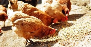 Could plant vaccines save the poultry industry?