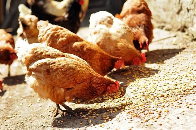 Could plant vaccines save the poultry industry?