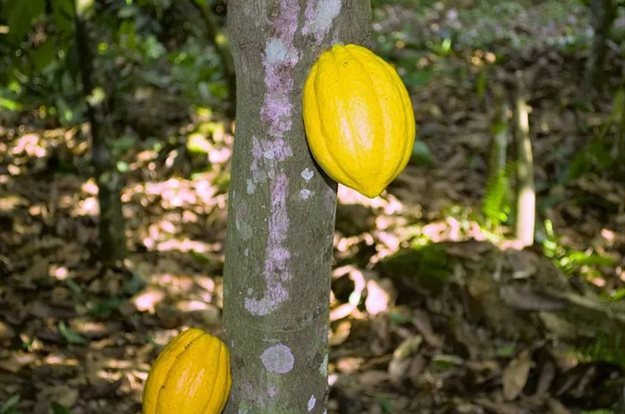 Cocoa production is an important cog in Ghana’s economy. Wikimedia Commons
