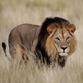 Trophy hunting - can it really be justified by 'conservation benefits'?