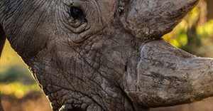 SA branding company extends its reach for the rhino cause with international documentary award nomination