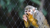 Research report provides ethical framework for SA's captive wildlife