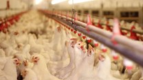 Chicken meat imports dominate the South African poultry market