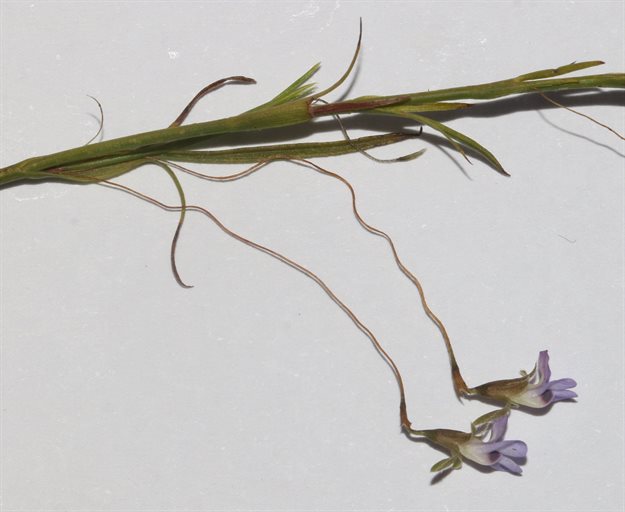 Psoralea cataracta was rediscovered by Brian du Preez, a PhD student in botany at the University of Cape Town.