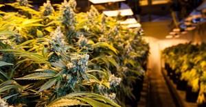 Cannabis trading still illegal