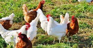 Poultry sector masterplan launch promises increased production, job creation