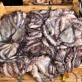 Suspension of octopus fishery lifted