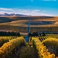 SA winemakers look to other parts of the world for inspiration
