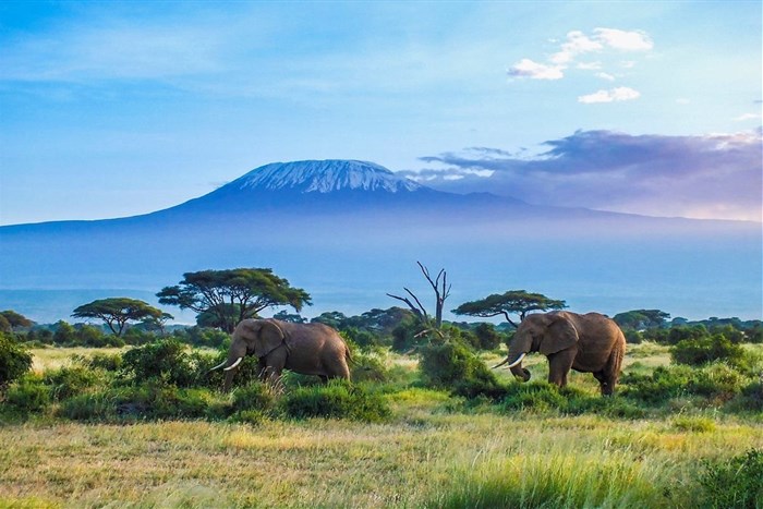 Elephants walking near Mt Kilimanjaro, the world’s highest free-standing mountain