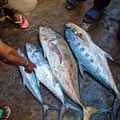Breaking the cycle of the illegally sold tuna market