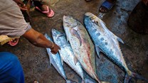 Breaking the cycle of the illegally sold tuna market
