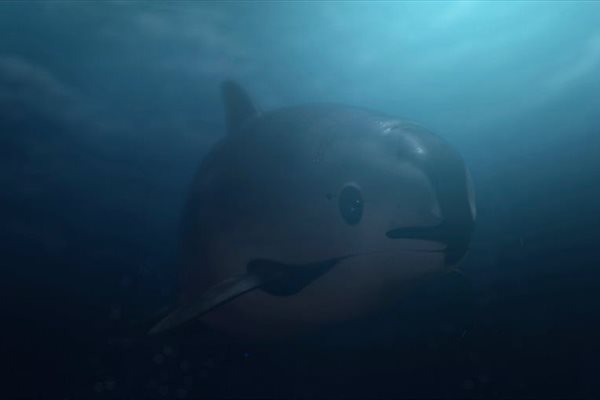 Sea of Shadows - premieres 6 December on National Geographic