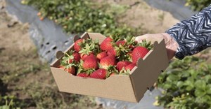South Africa is missing out on fresh fruit export growth. What it needs to do