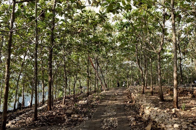 A teak plantation in Indonesia.