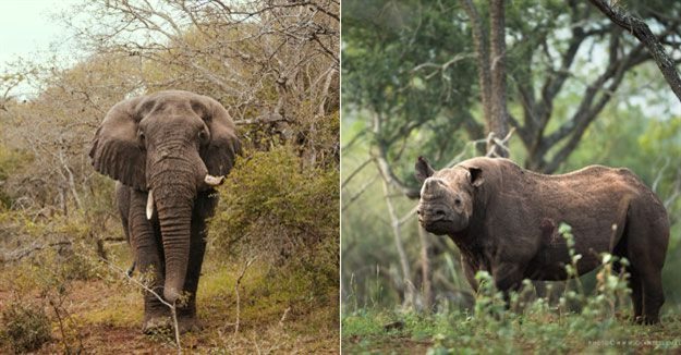 Community-owned Somkhanda Game Reserve a Big Five conservation success