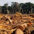FAO highlights solutions to deforestation