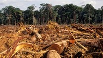 FAO highlights solutions to deforestation