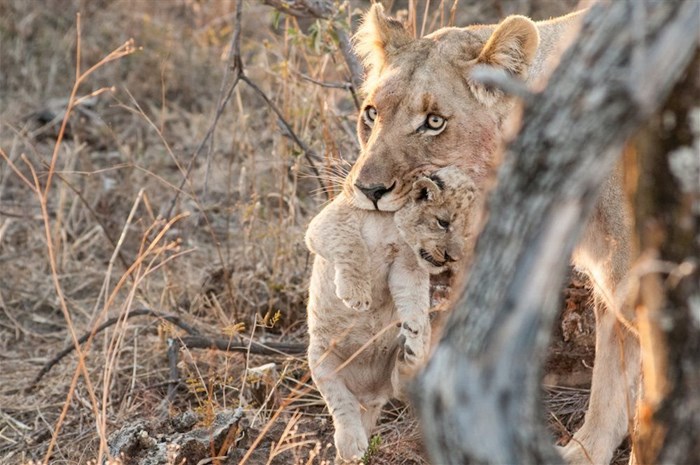 Samara welcomes birth of first lion cubs