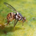 Oriental fruit fly eradicated in the Northern Cape