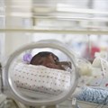 Giving pregnant women antibiotics could harm the lungs of preemies, according to study in mice