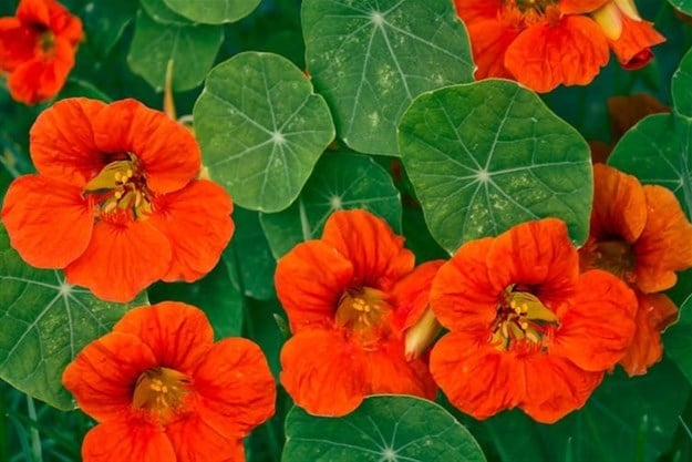 Nasturtiums are pest magnets – and they’re edible too.