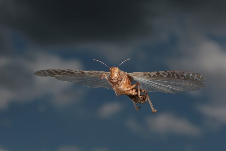 Flying desert locust. Holger Kirk/Shutterstock