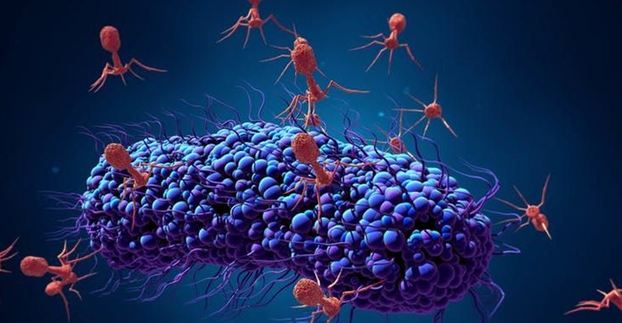 Bacteriophages infecting a bacterial cell.<p>Design_Cells/ Shutterstock