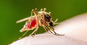 Mosquito eggs can remain viable for years even in dry conditions and hatch after heavy persistent rains. Shutterstock
